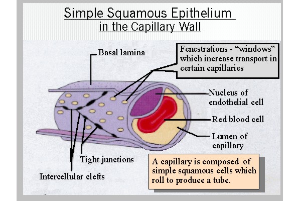 simple_squamous_capillary.jpg