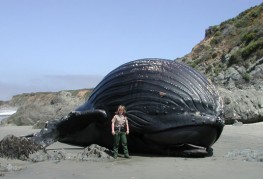 The Humpback Whale (Megaptera novaeangliae) is a baleen whale.